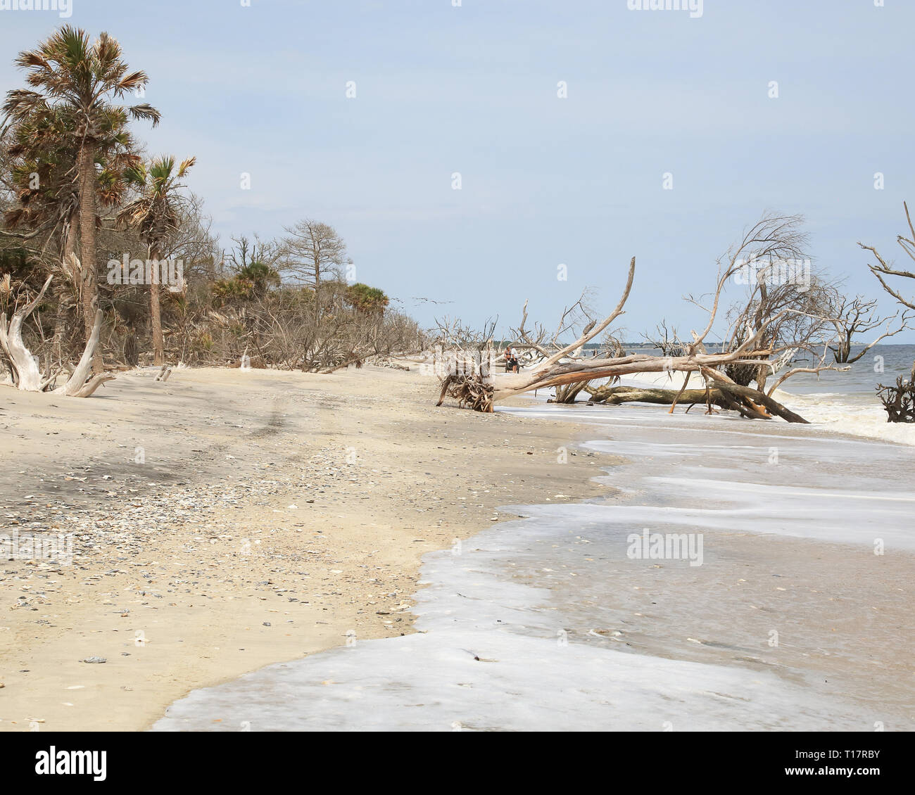 botany bay beach Edisto island south carolina Stock Photo Alamy
