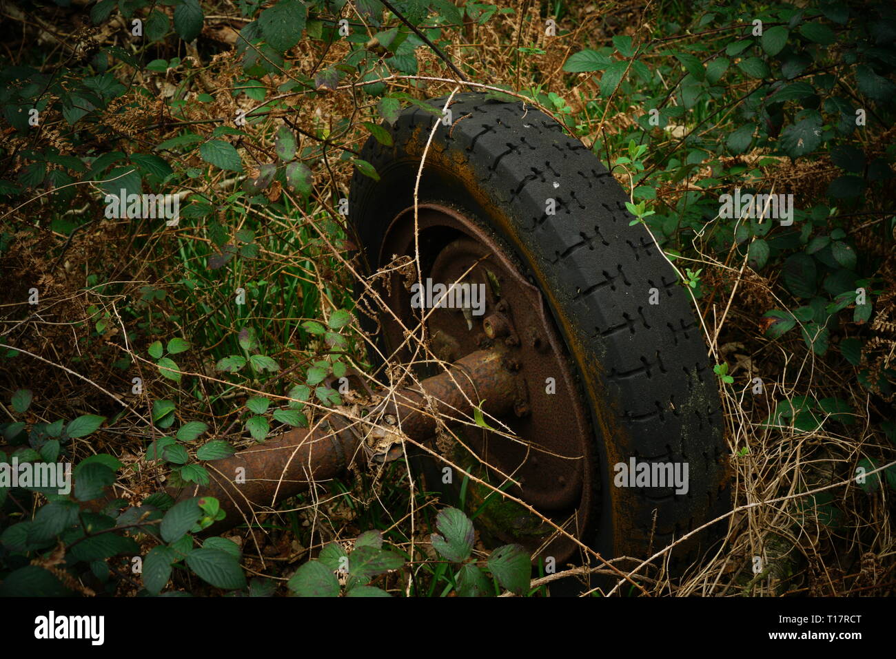 Rusty old wheel overgrown with brambles. Stock Photo
