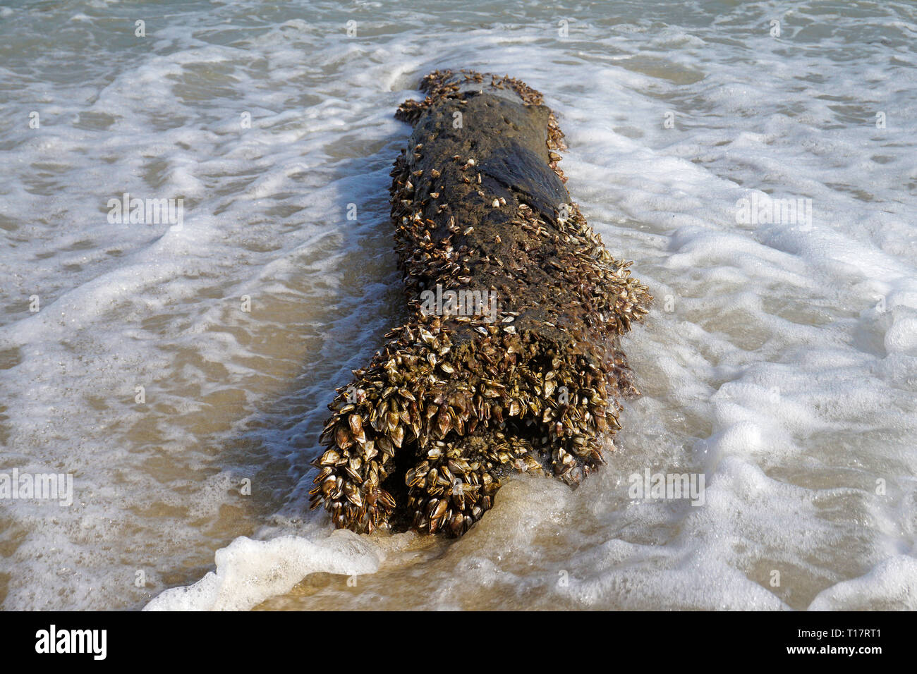 Goose barnacles  (Pedunculata) overgrown a washed up trunk, Lamai Beach, Koh Samui, Gulf of Thailand, Thailand Stock Photo