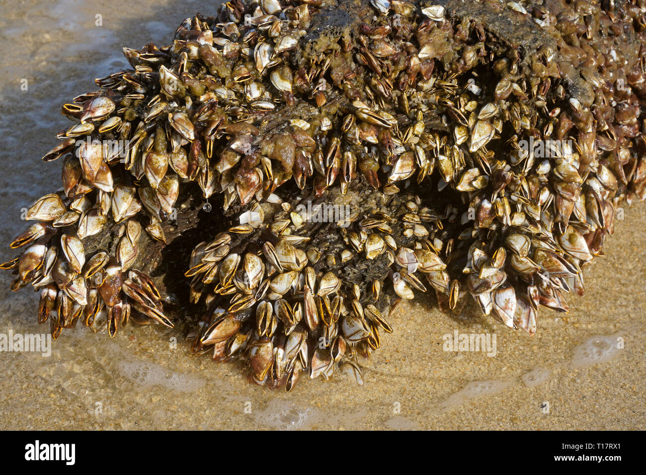 Goose barnacles  (Pedunculata) overgrown a washed up trunk, Lamai Beach, Koh Samui, Gulf of Thailand, Thailand Stock Photo