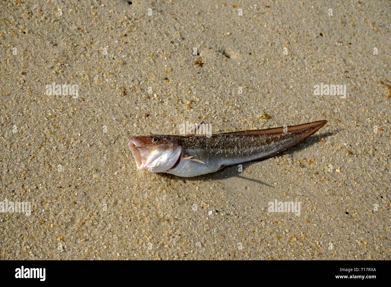 Washed up suffocated fish at Lamai Beach, Koh Samui, Gulf of Thailand, Thailand Stock Photo