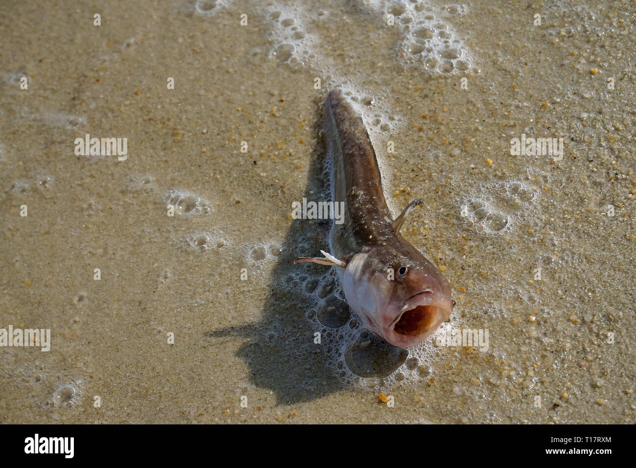 Washed up suffocated fish at Lamai Beach, Koh Samui, Gulf of Thailand, Thailand Stock Photo