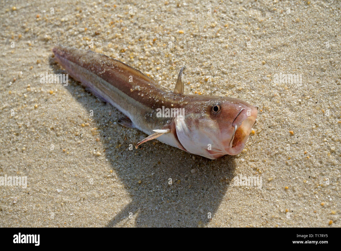 Washed up suffocated fish at Lamai Beach, Koh Samui, Gulf of Thailand, Thailand Stock Photo