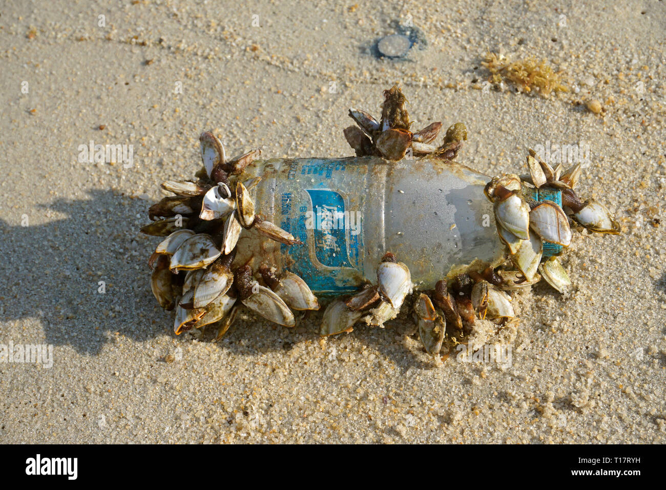 Goose barnacles (Pedunculata) on a plastic bottle, washed up at Lamai Beach, Koh Samui, Gulf of Thailand, Thailand Stock Photo