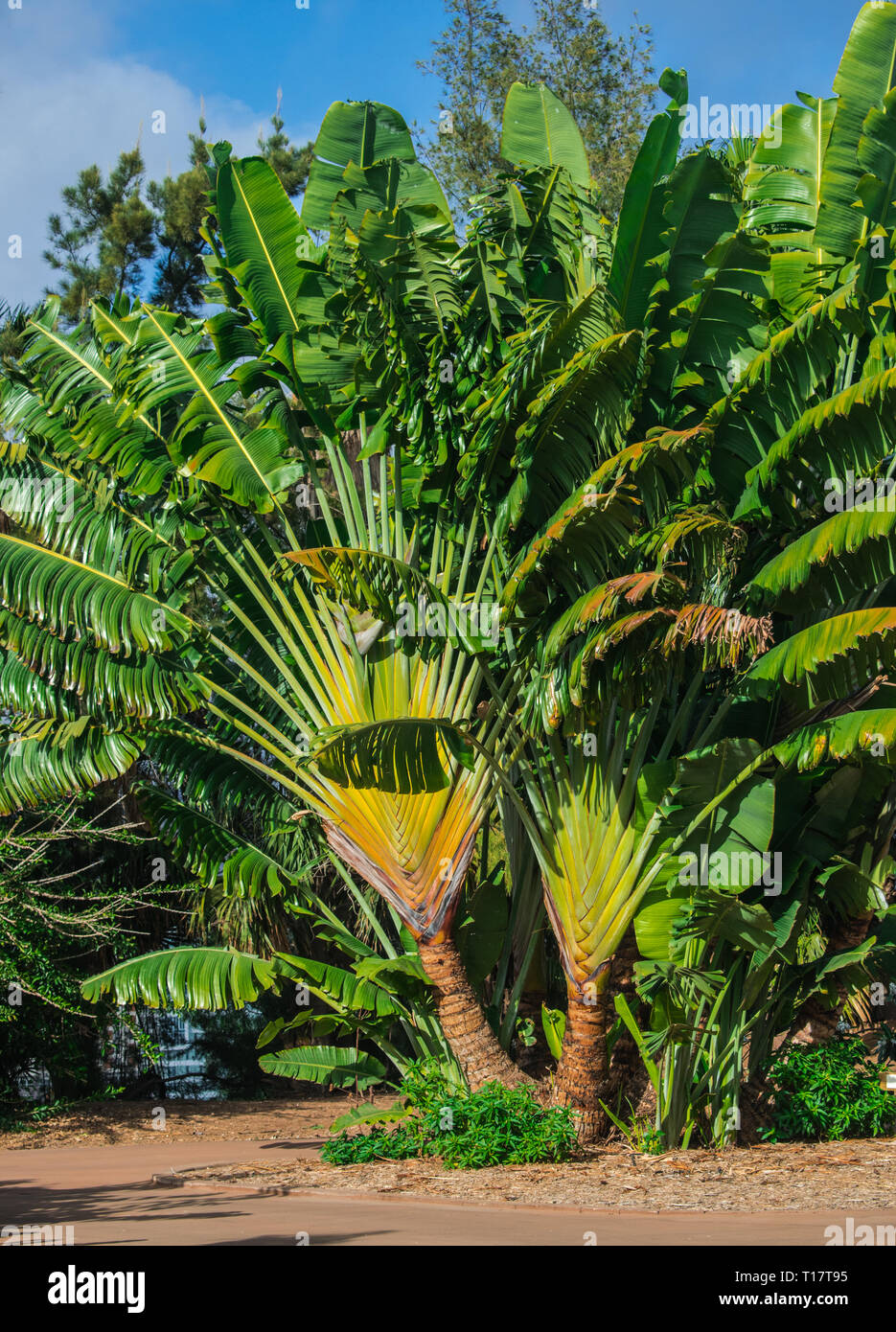 Flower of Ravenala Madagascariensis Stock Photo - Image of leaf, pattern:  97525378