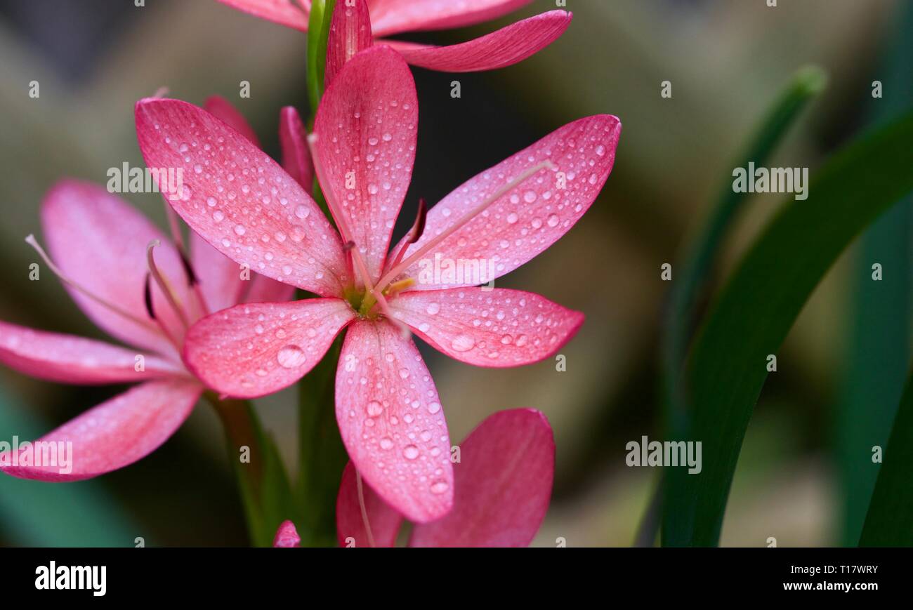 Hesperantha coccinea 'Sunrise' Stock Photo