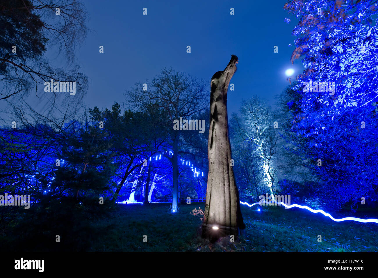 Trees illuminated in woods at night with bright colours Stock Photo