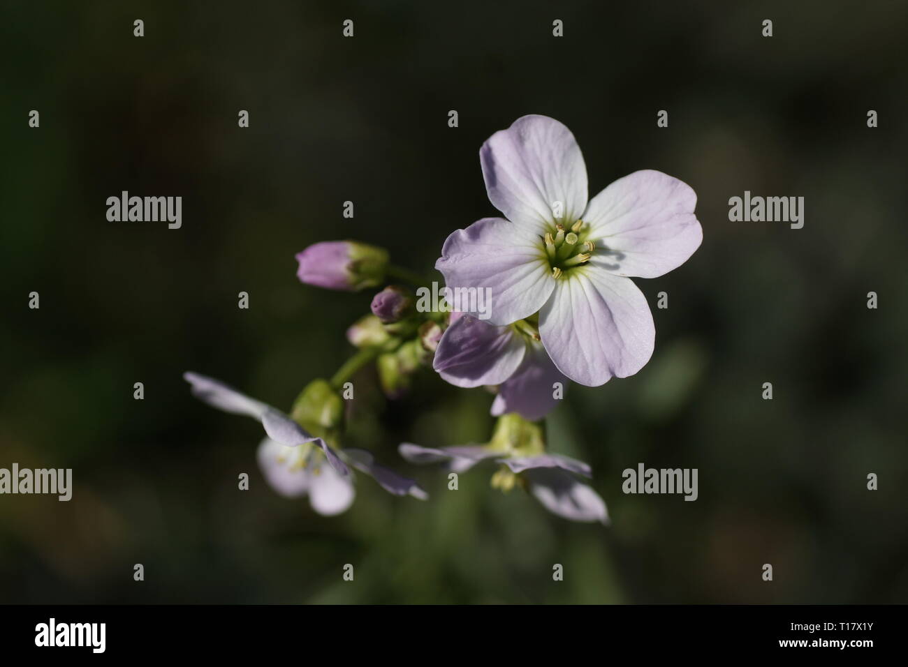Close up of flowers of Cardamine pratensis Stock Photo