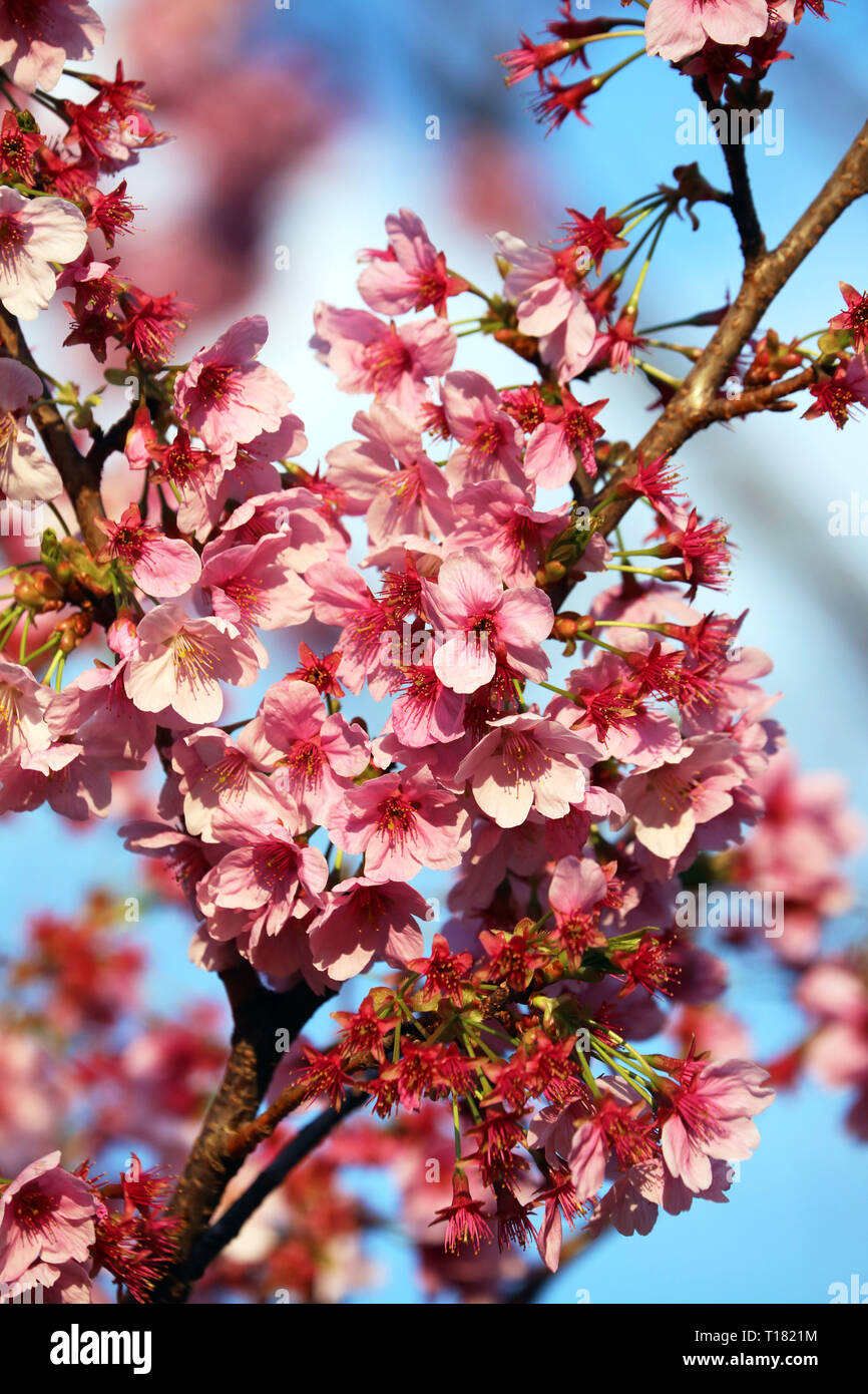 Flowers of japan hi-res stock photography and images - Page 18 - Alamy