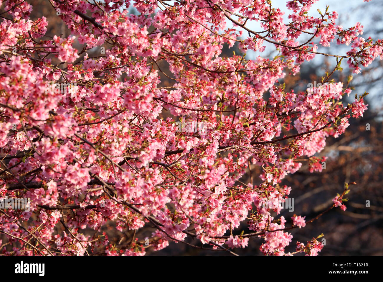 Tokyo, Japan. 24th March 2019. The Cherry Blossom, or Sakura, season has officially begun in