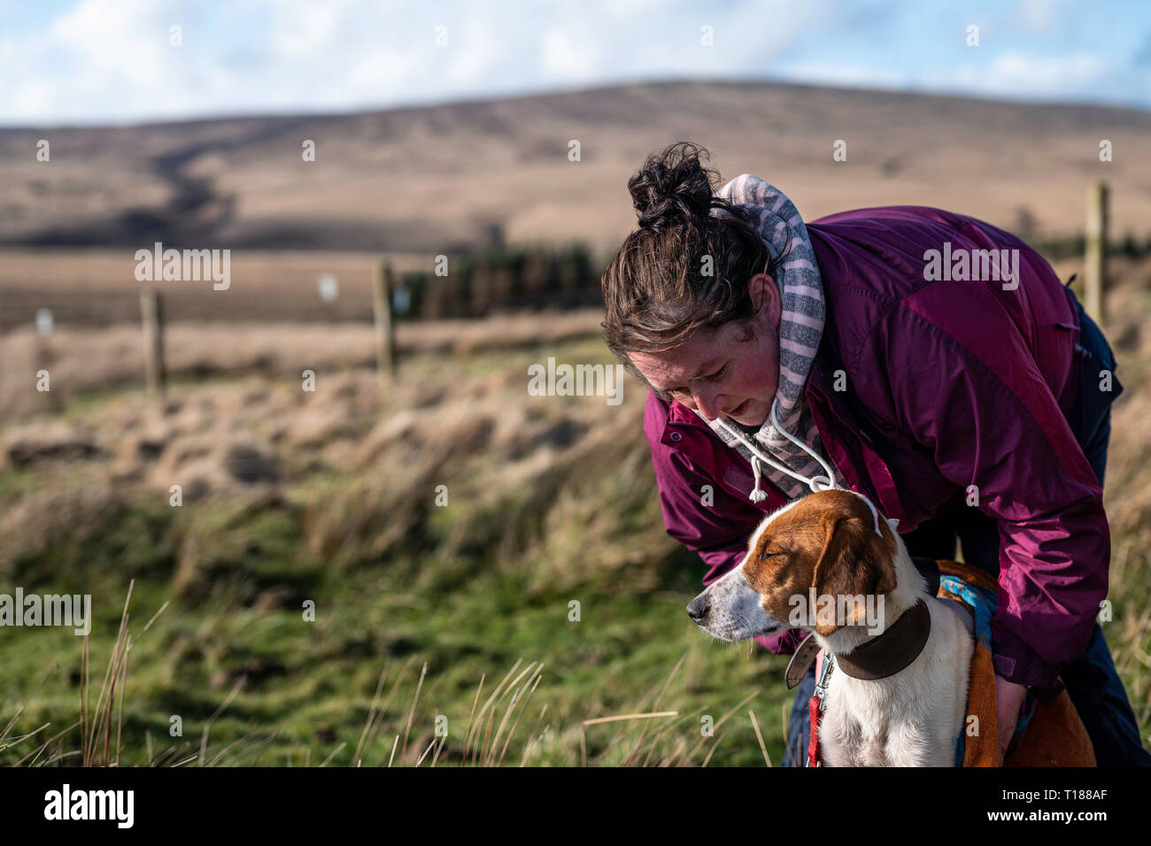 Sleuth Hounds High Resolution Stock Photography And Images Alamy