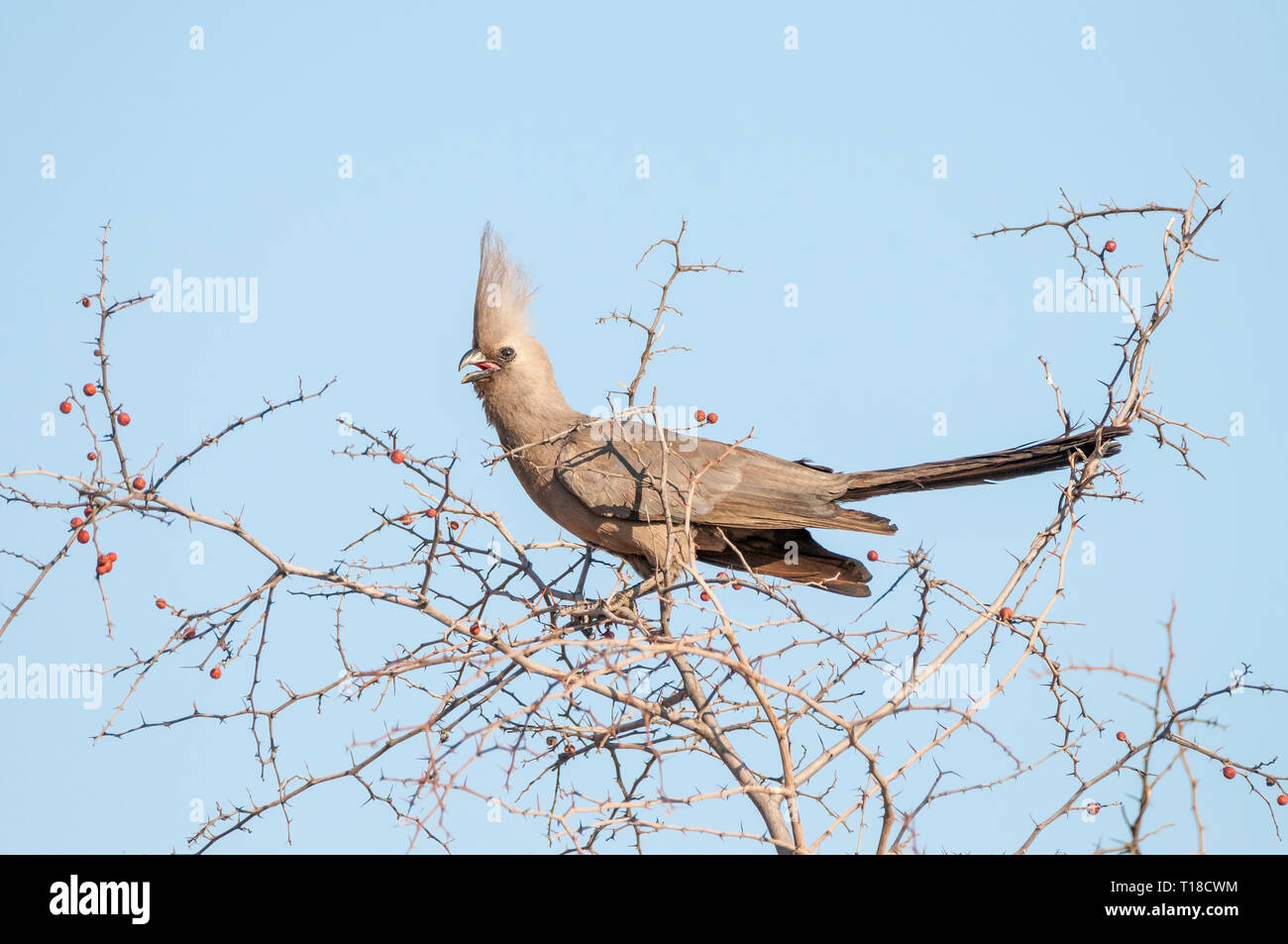 grey go-away-bird, Corythaixoides concolor, on a tree branch, Namibia Stock Photo