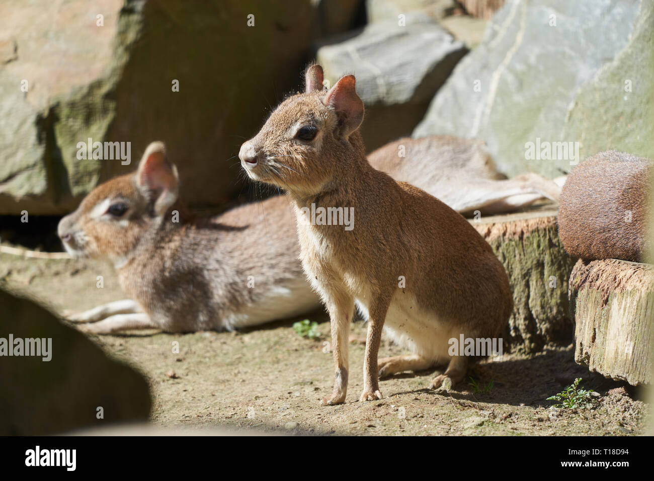 Cute little gnawers Stock Photo