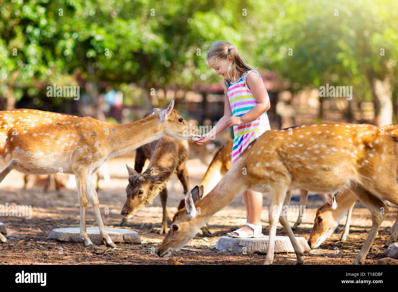 Child feeding wild deer at petting zoo. Kids feed animals at outdoor safari park. Little girl watching reindeer on a farm. Kid and pet animal. Family Stock Photo - Alamy Child feeding wild deer at petting zoo. Kids feed animals at outdoor safari park. Little girl watching reindeer on a farm. Kid and pet animal. Family Stock Photo - Alamy