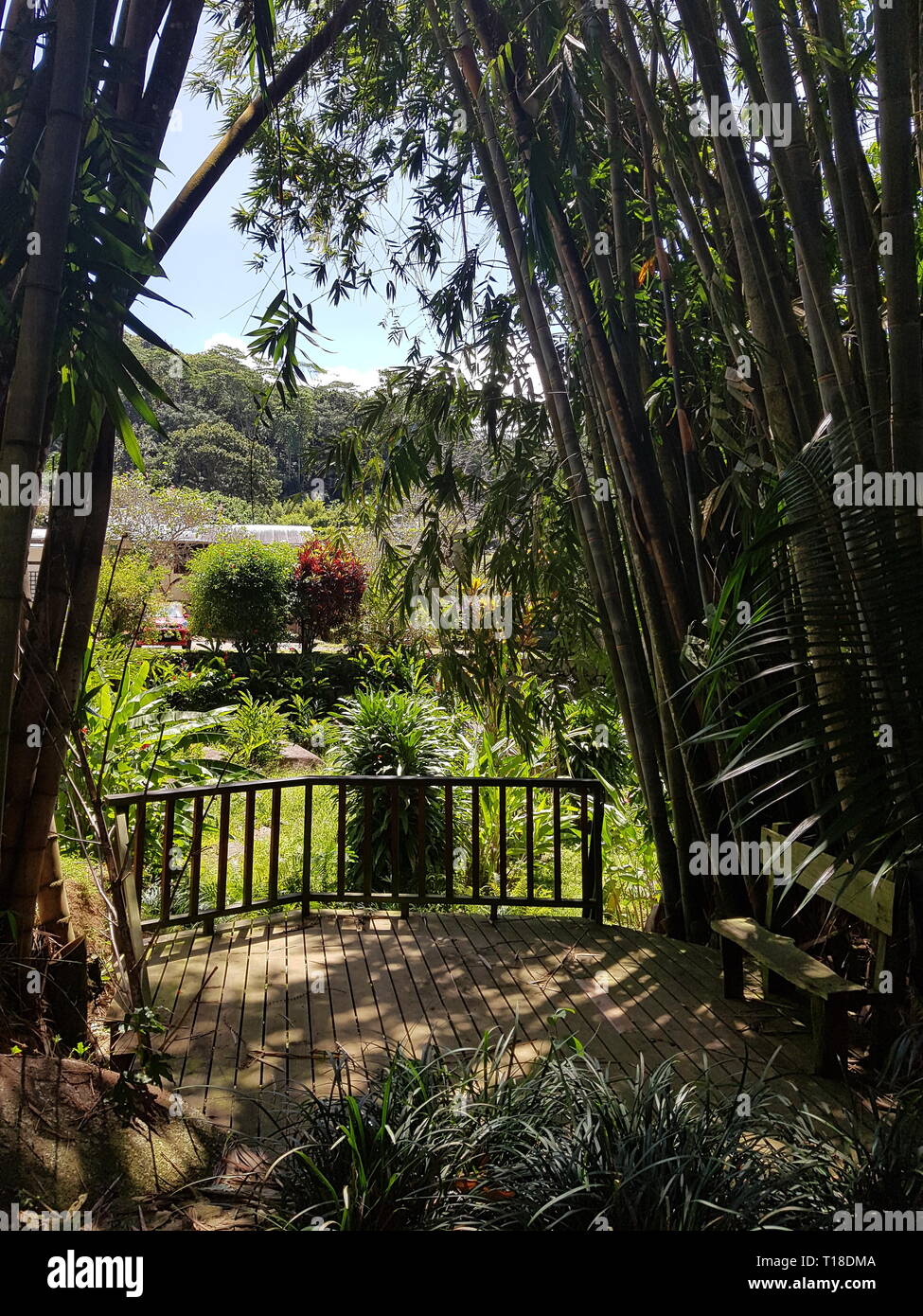 Bamboo and a fence in Jardin Du Roi at the Seychelles Stock Photo