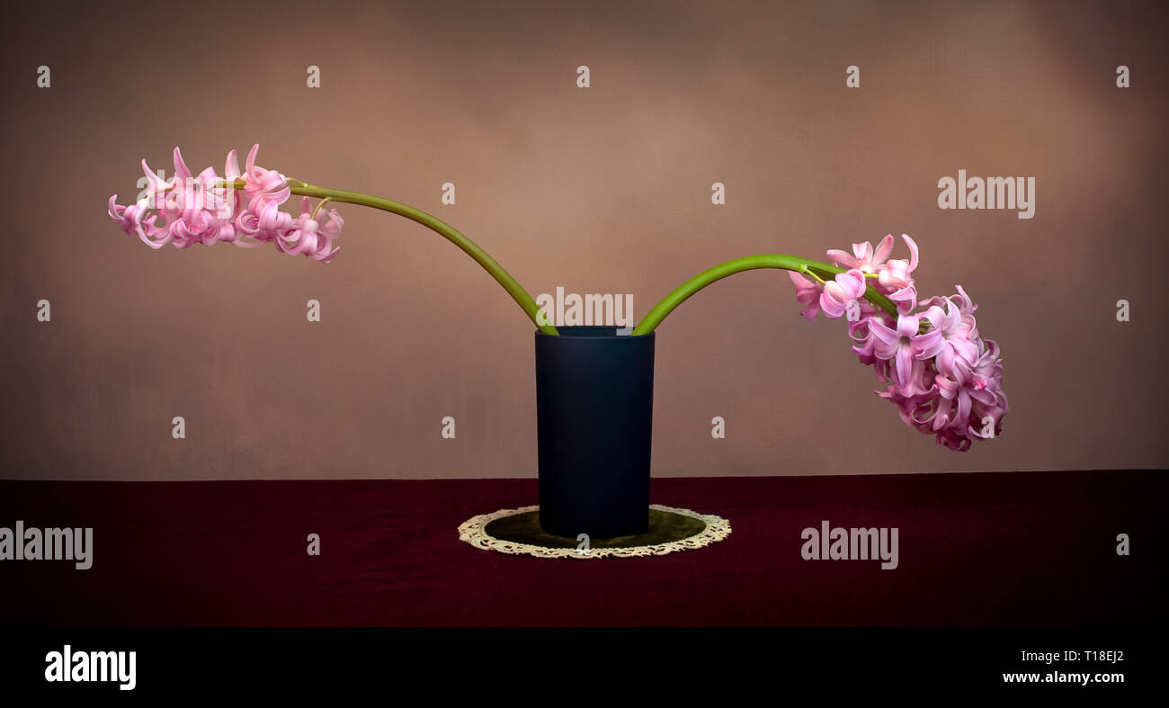 Parting of the ways. Two hyacinths, hyacinthus, point apart in a vase. Concept, metaphor. Light painted with artistic texture to resemble painting. Stock Photo