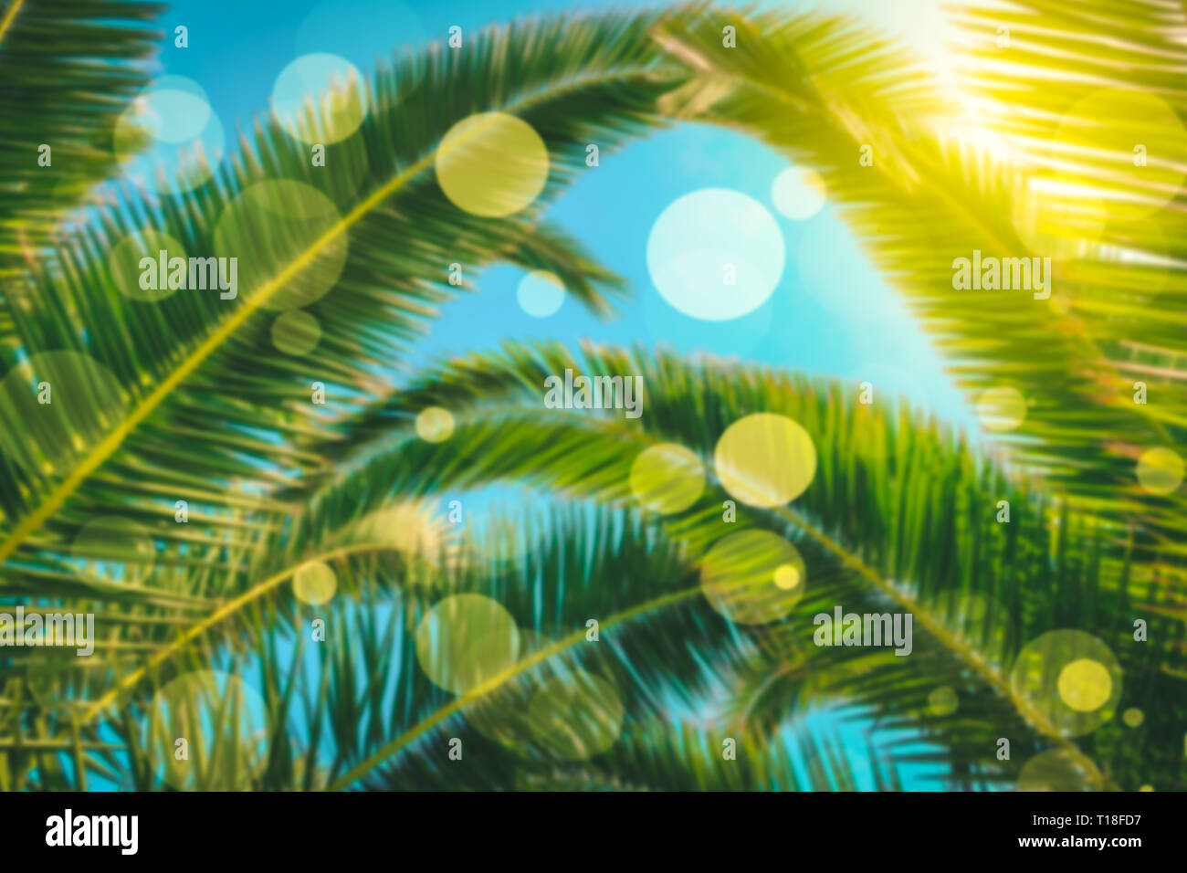 Tropical palm tree hi-res stock photography and images - Alamy