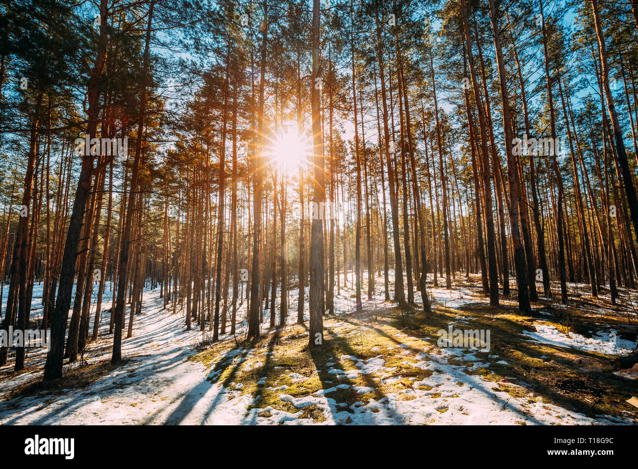Beautiful Sunset Sun Sunshine In Sunny Early Spring Coniferous Forest