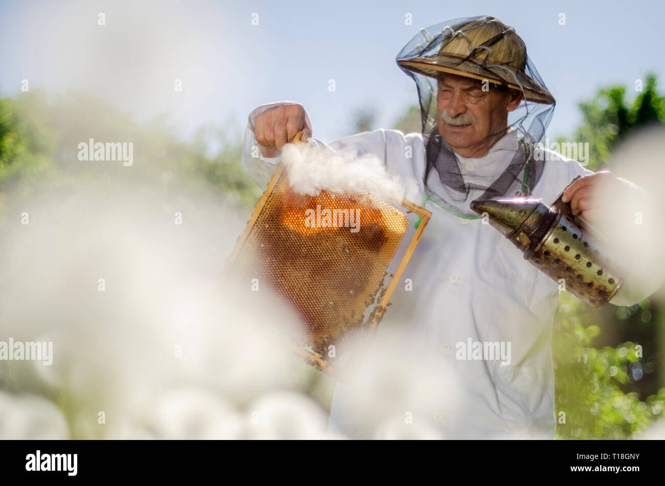 senior apiarist making inspection in apiary in the springtime Stock ...