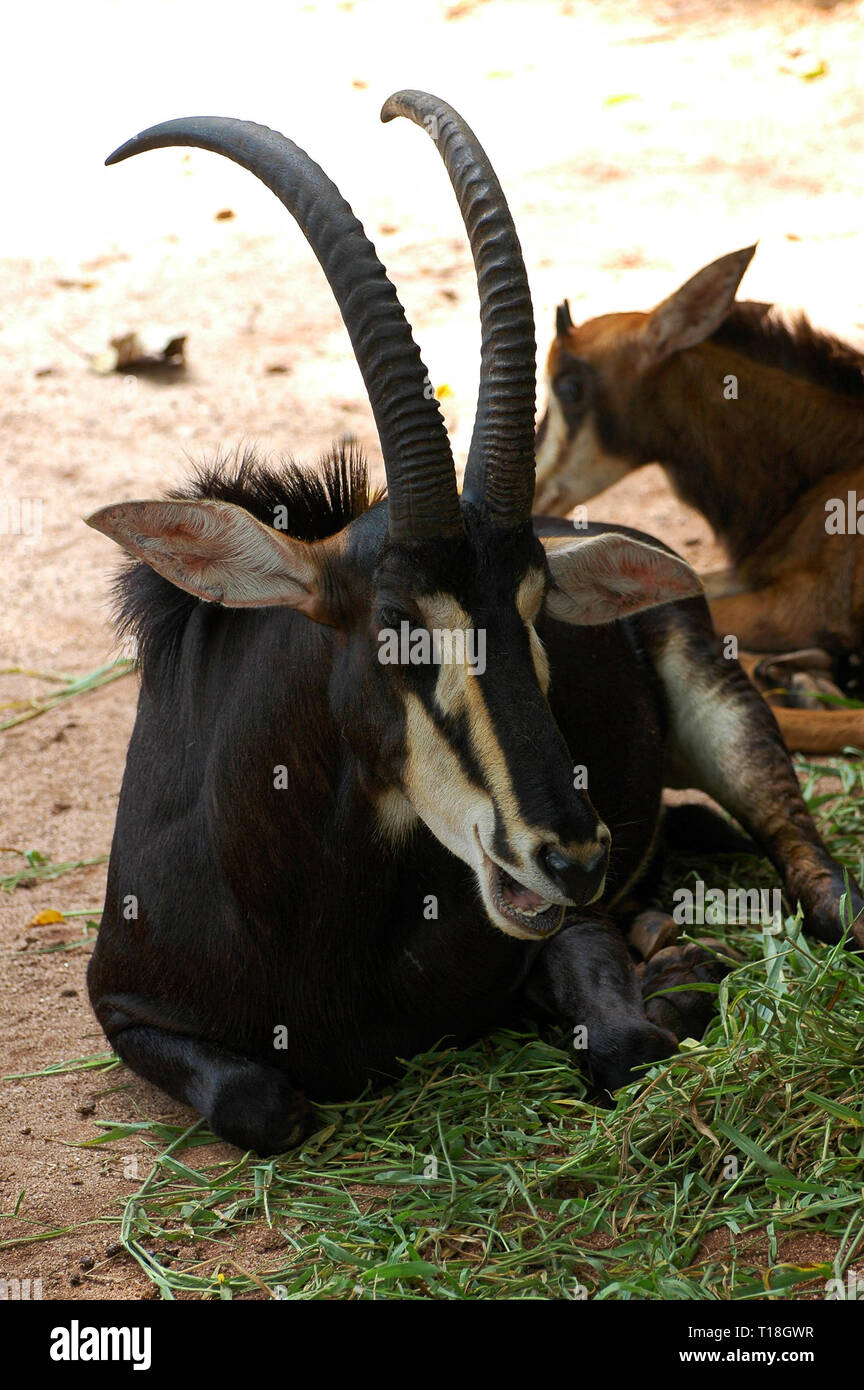 Black antelope (Latin Hippotragus niger) - African antelope