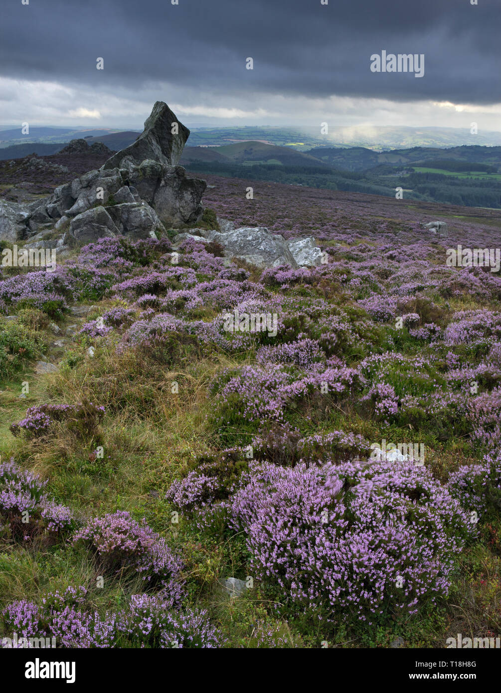 Beautiful Shropshire countryside in September viewed from the quartzite ridge of The Stiperstones, Shropshire's second highest hill, England, UK. Stock Photo