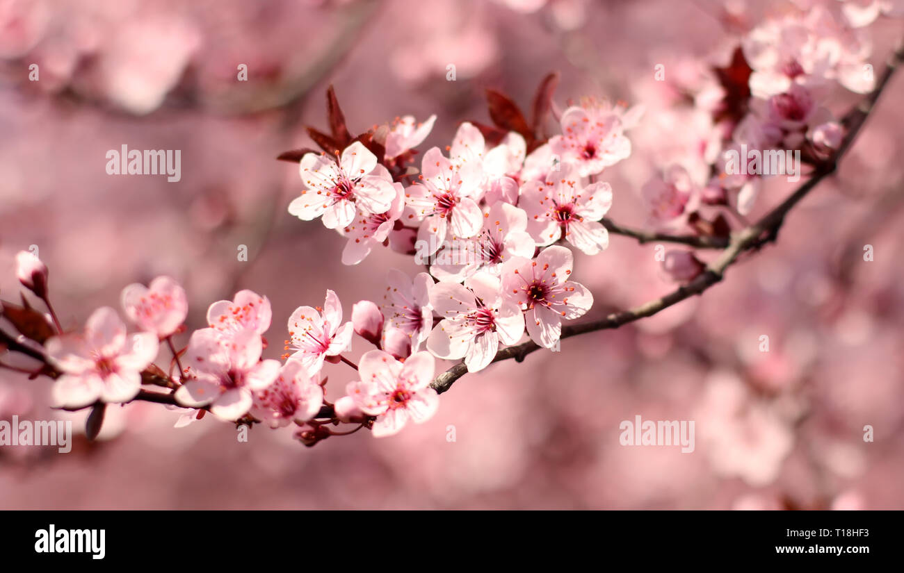 Ornamental plum flowers Stock Photo Alamy