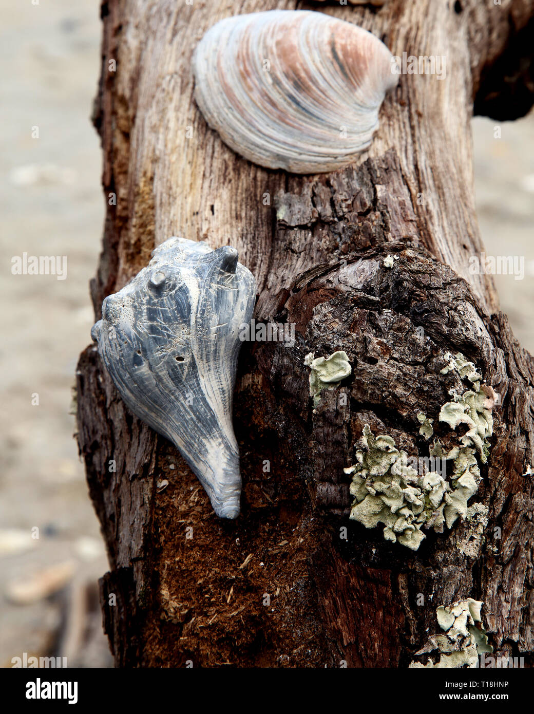 Botany bay wildlife management area hires stock photography and images Alamy