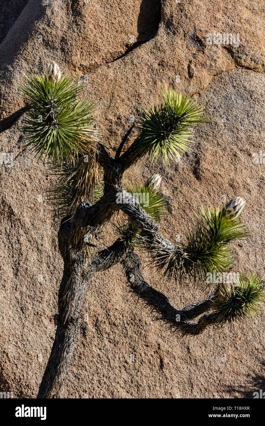 A JOSHUA TREE (Yucca brevifolia engelm) - JOSHUA TREE NATIONAL PARK, CALIFORNIA Stock Photo