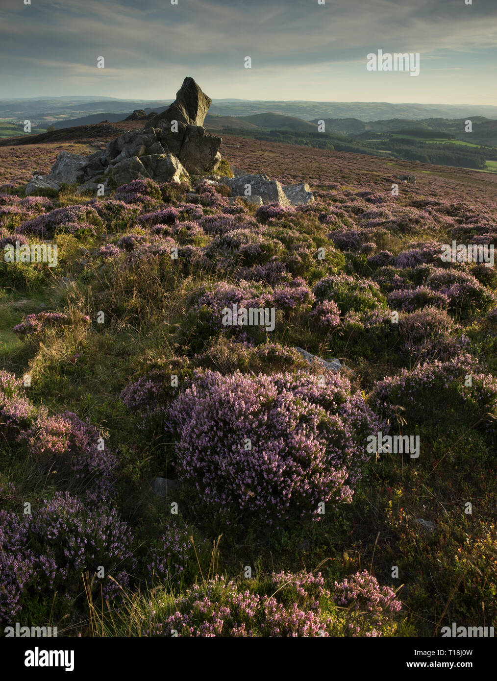 Beautiful Shropshire countryside in September viewed from the quartzite ridge of The Stiperstones, Shropshire's second highest hill, England, UK. Stock Photo
