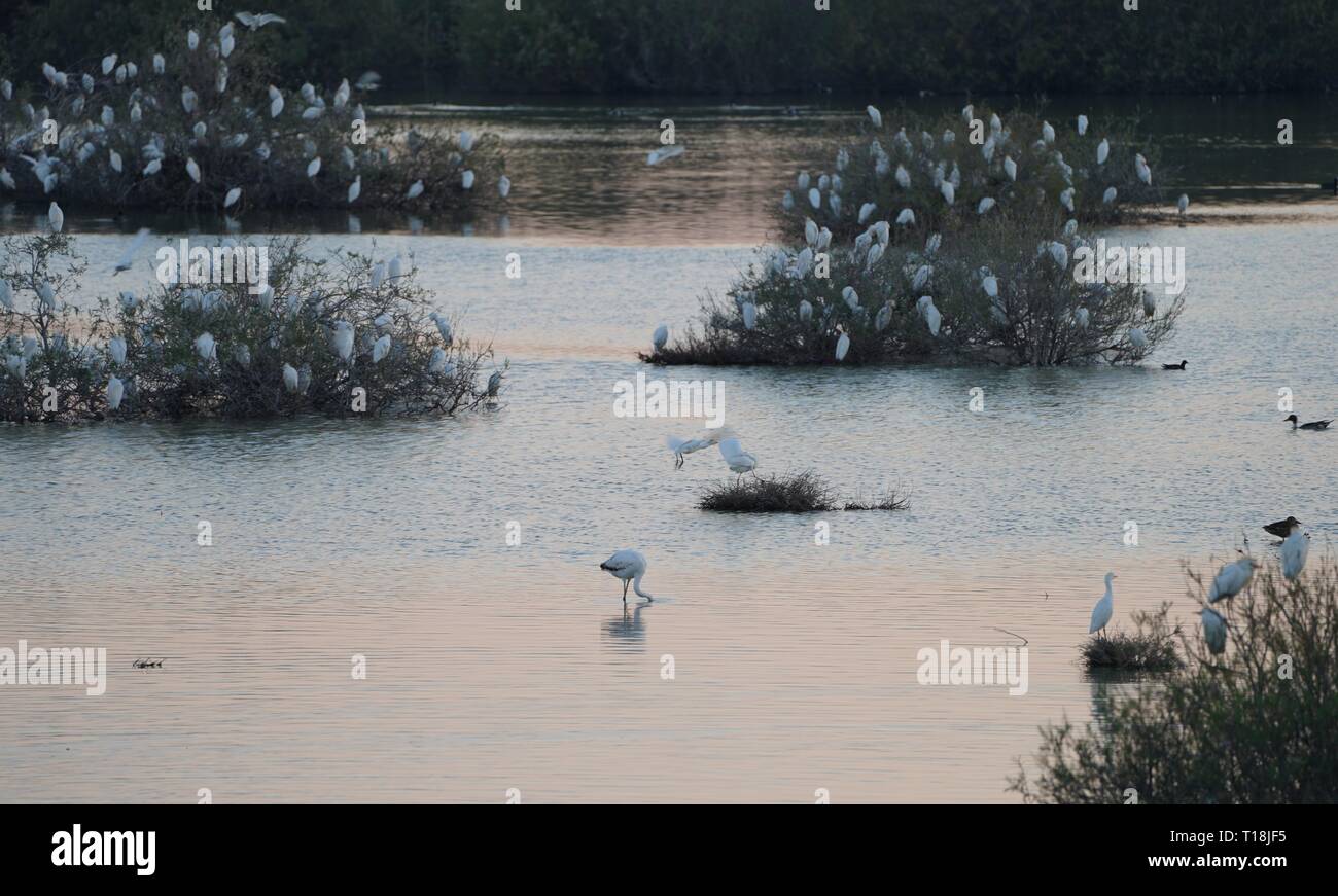 Pink flamingo use Cyprus as one of the important migratory passages. Among them are 12,000 flamingos (Phoenicopterus ruber) feeding on brine shrimp. Stock Photo