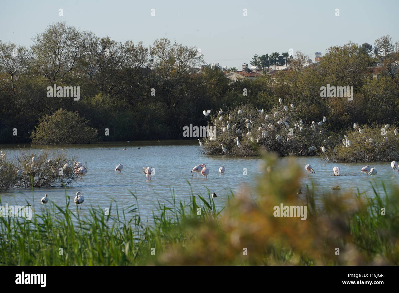 Pink flamingo use Cyprus as one of the important migratory passages. Among them are 12,000 flamingos (Phoenicopterus ruber) feeding on brine shrimp. Stock Photo