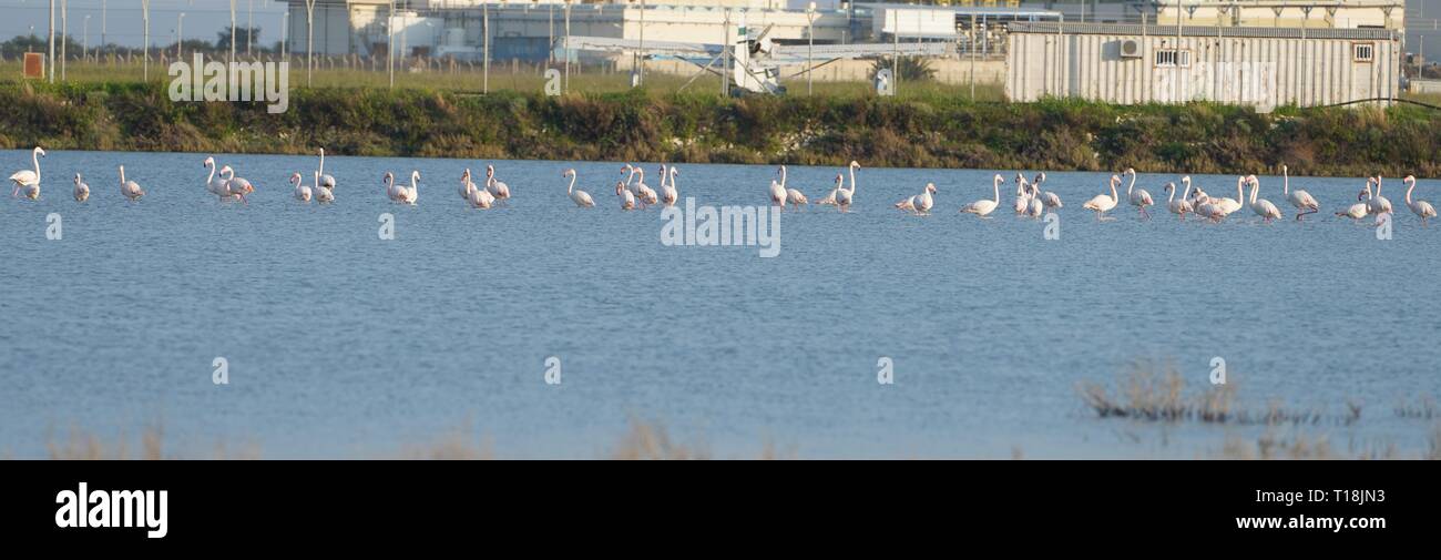 Pink flamingo use Cyprus as one of the important migratory passages. Among them are 12,000 flamingos (Phoenicopterus ruber) feeding on brine shrimp. Stock Photo