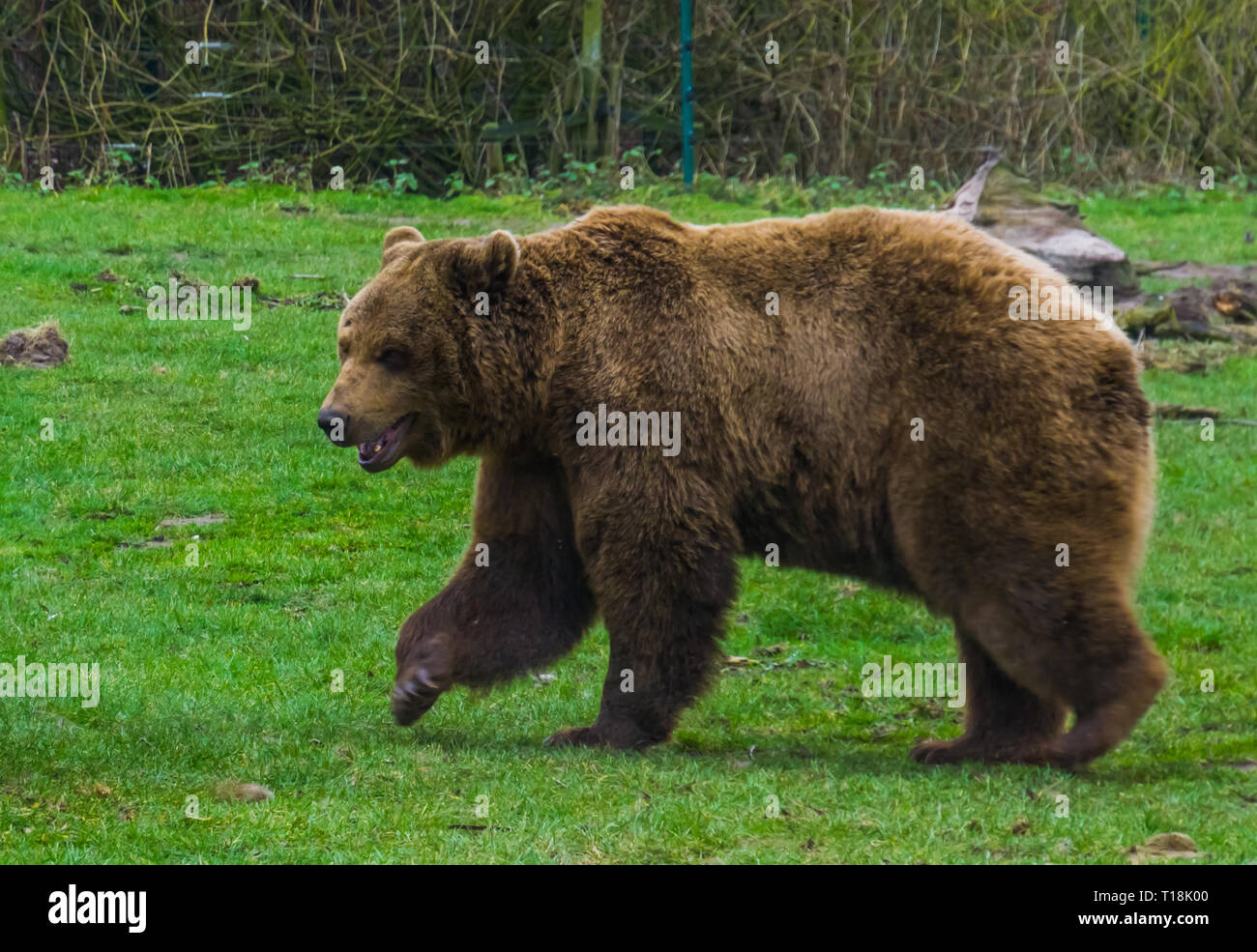 Brown bear walking through the grass, common animal in Eurasia and north  America, popular zoo animals Stock Photo - Alamy