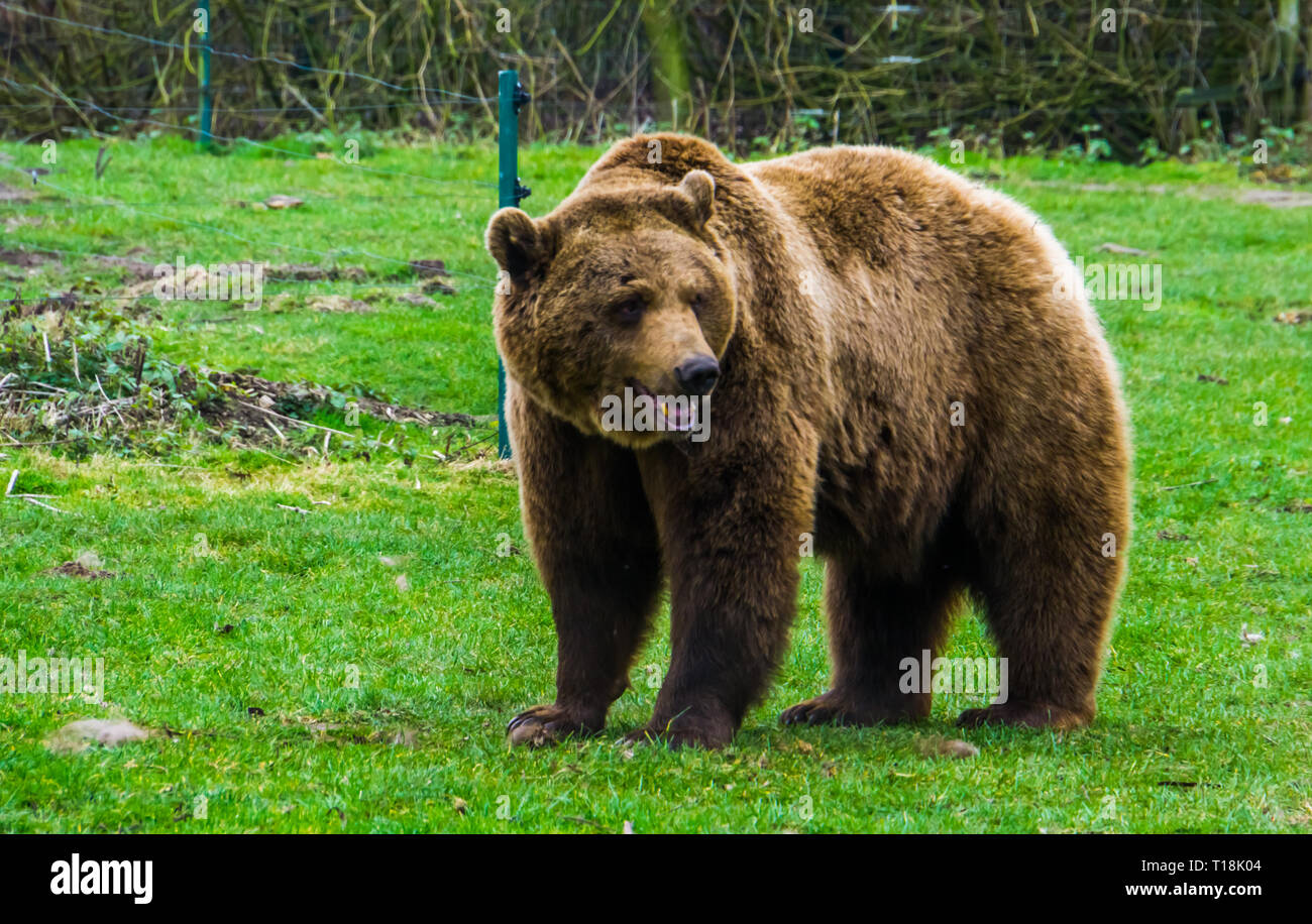 closeup portrait of a brown bear standing in the grass, common animal in Eurasia and north America, Popular zoo animals Stock Photo - Alamy closeup portrait of a brown bear standing in the grass, common animal in Eurasia and north America, Popular zoo animals Stock Photo - Alamy