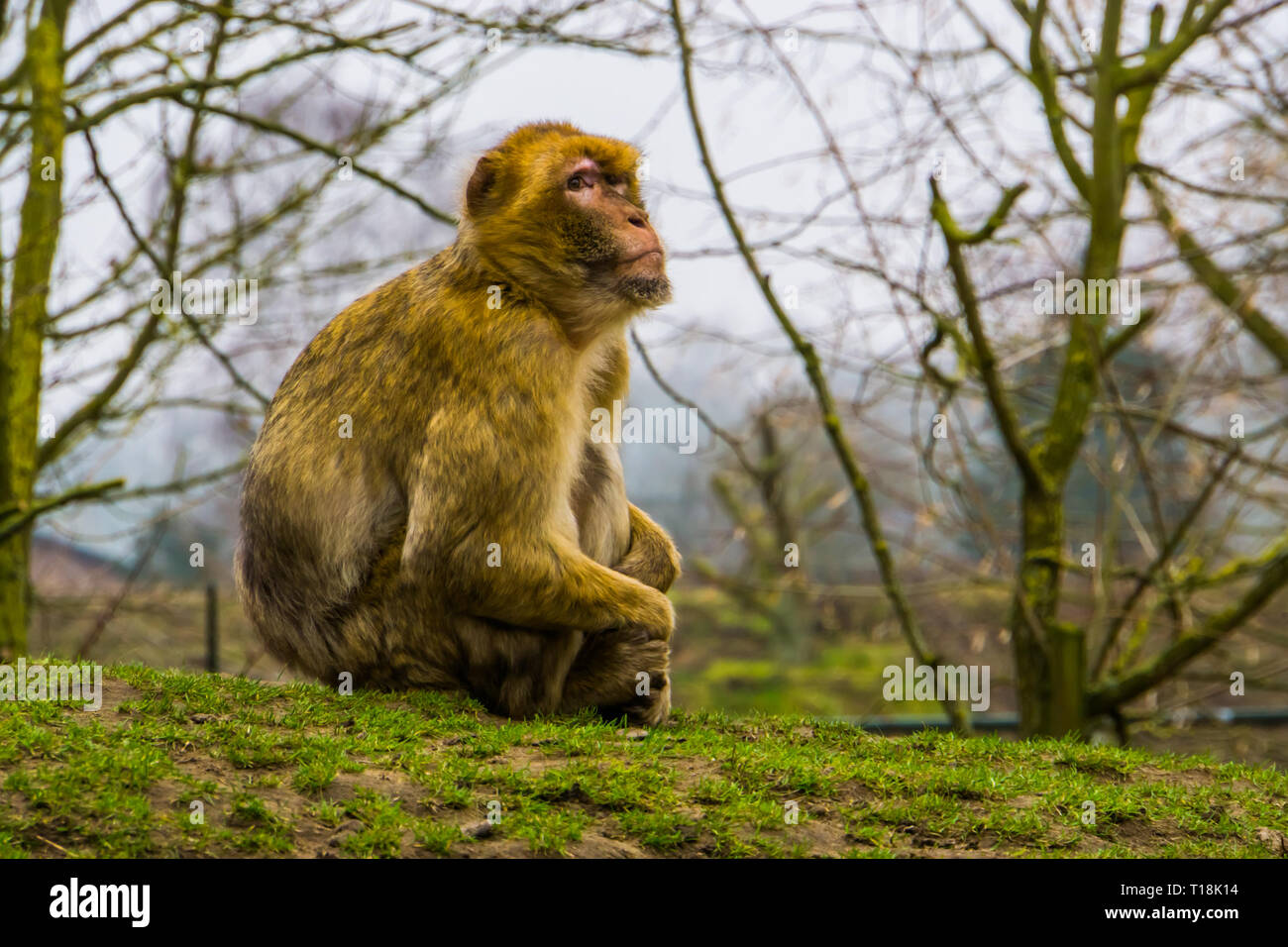 closeup portrait of a barbary macaque, Endangered animal specie from