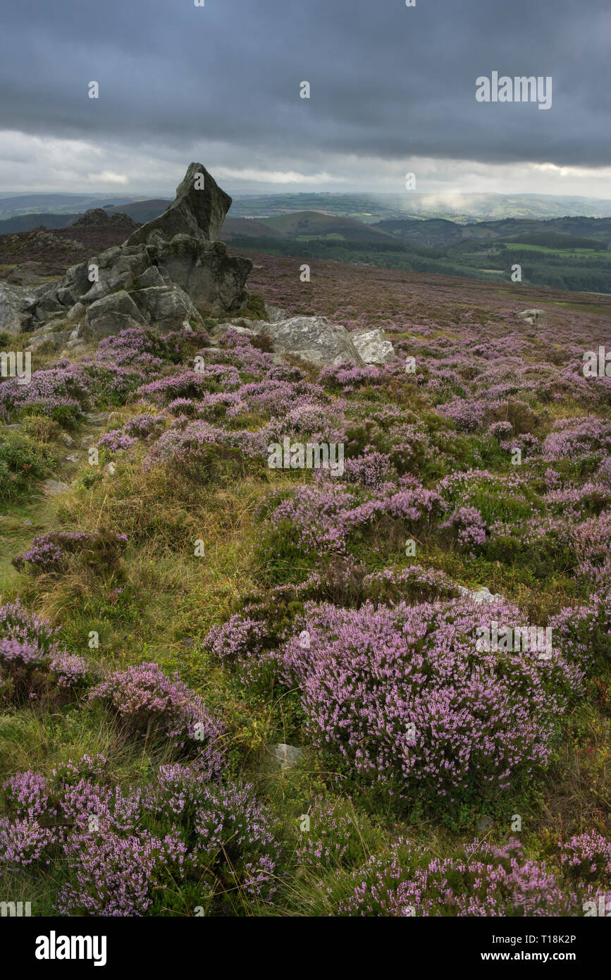 Beautiful Shropshire countryside in September viewed from the quartzite ridge of The Stiperstones, Shropshire's second highest hill, England, UK. Stock Photo