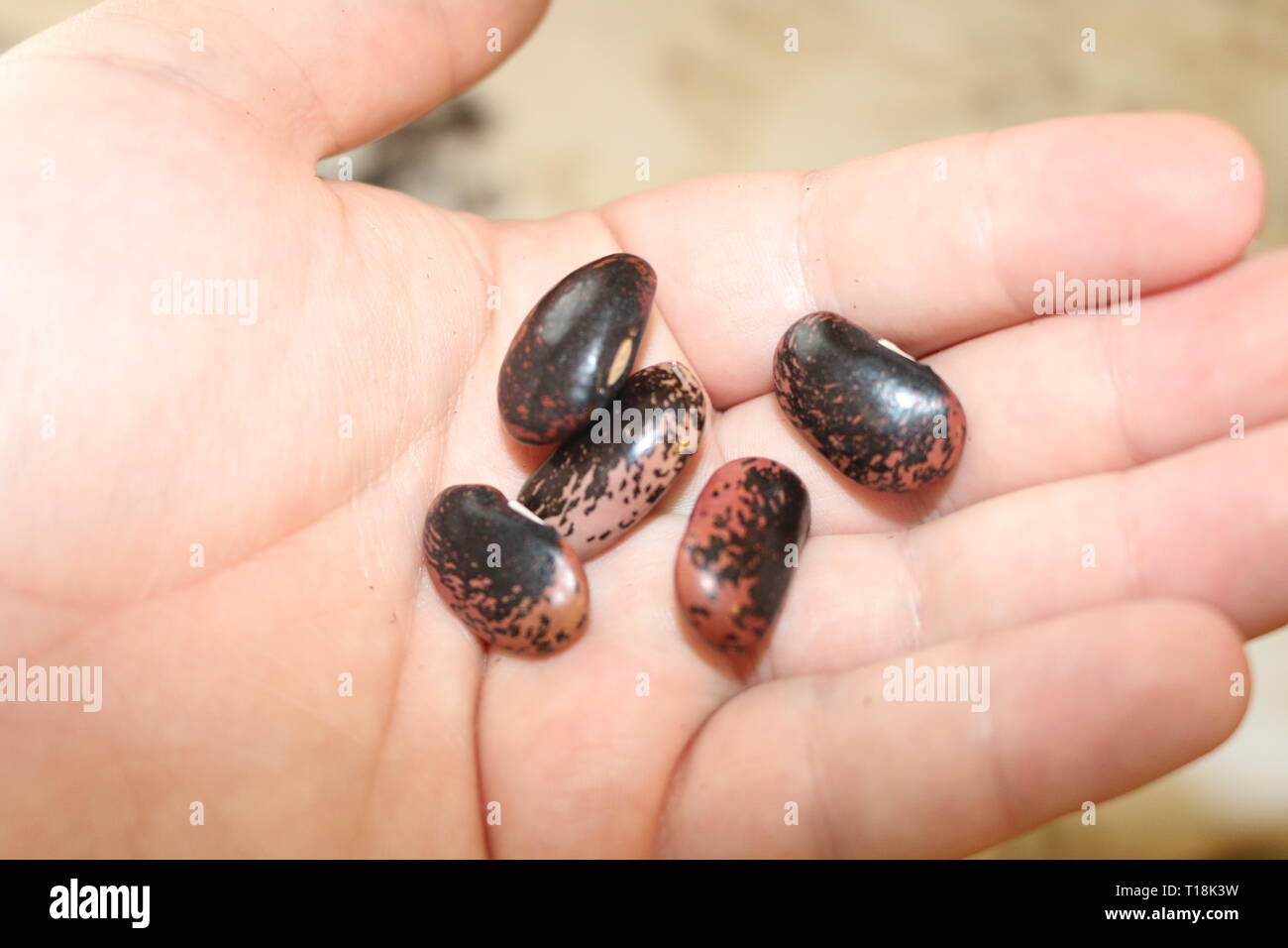 Red runner bean seed, growing and sowing seed concept Stock Photo Alamy
