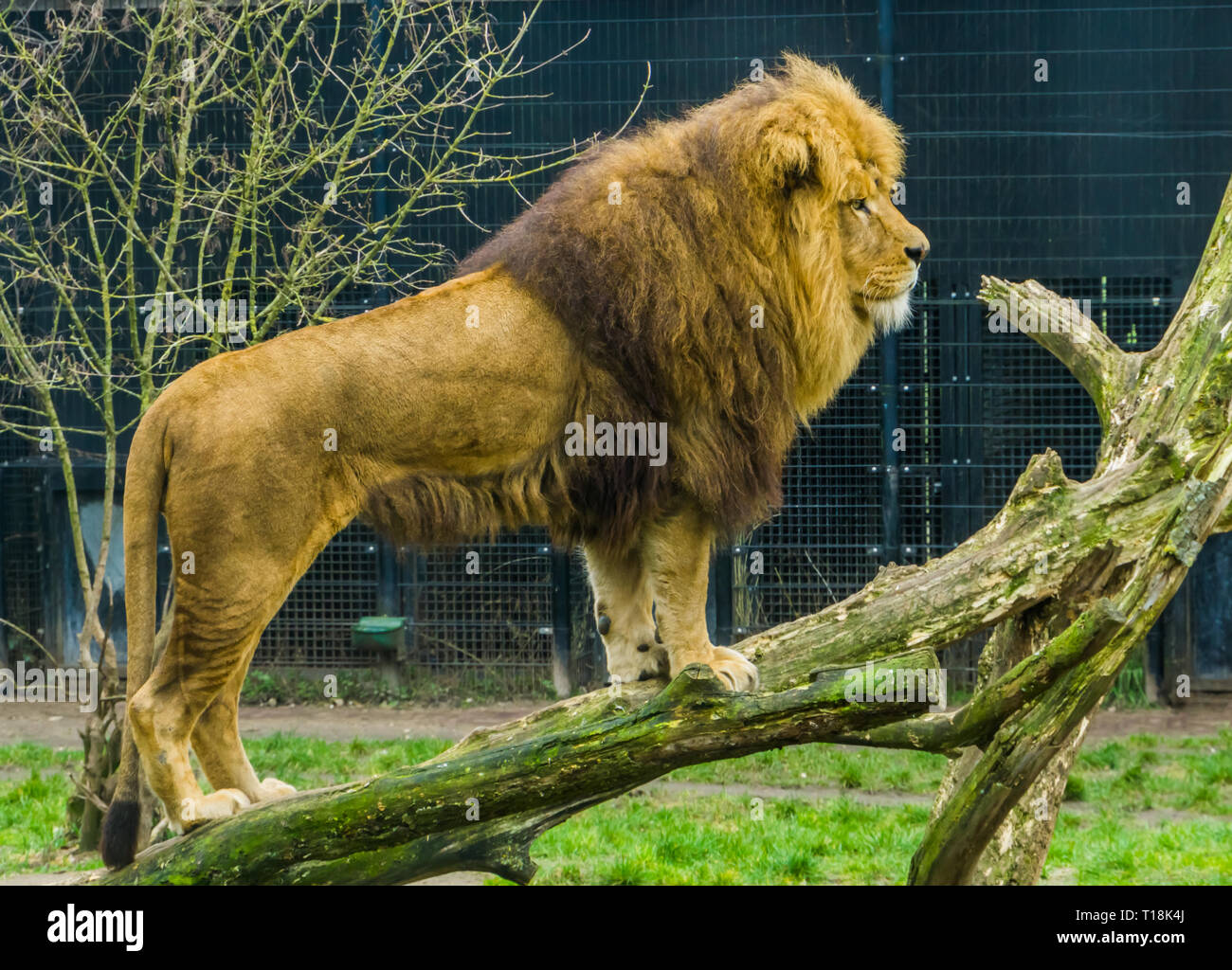 Male lion standing on a branch, popular zoo animal, Vulnerable animal  specie from Africa Stock Photo - Alamy