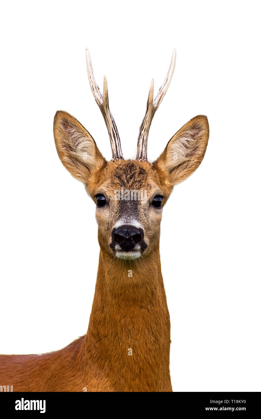 Head of roe deer buck isolated on white Stock Photo