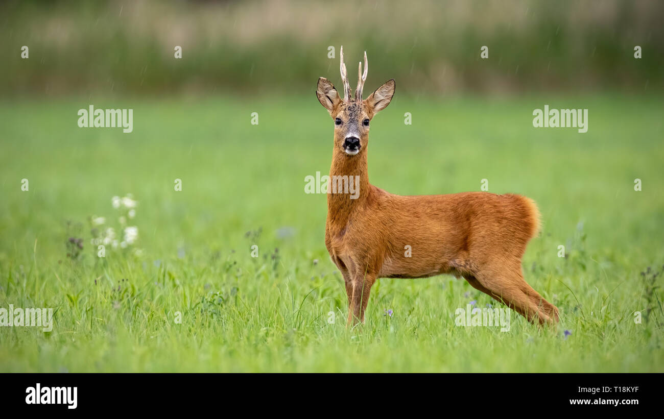 Attentive roe deer buck standing on a meadow in summer Stock Photo