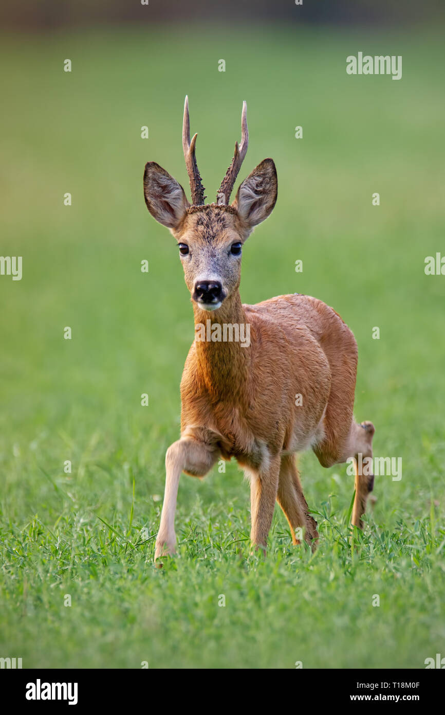 Male roe deer buck walking forward in summer Stock Photo