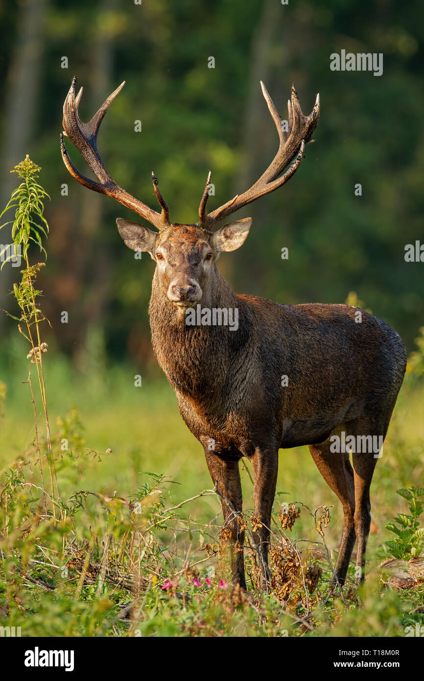 Vertical close-up of red deer stag standing on a glade in the floodplain forest in daylight Stock Photo