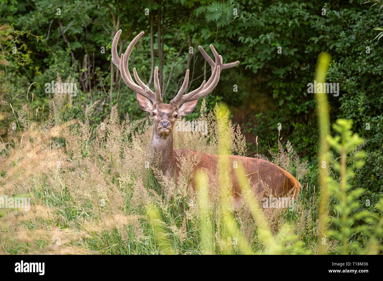 Red deer stag with big antlers in velvet in young forest Stock Photo