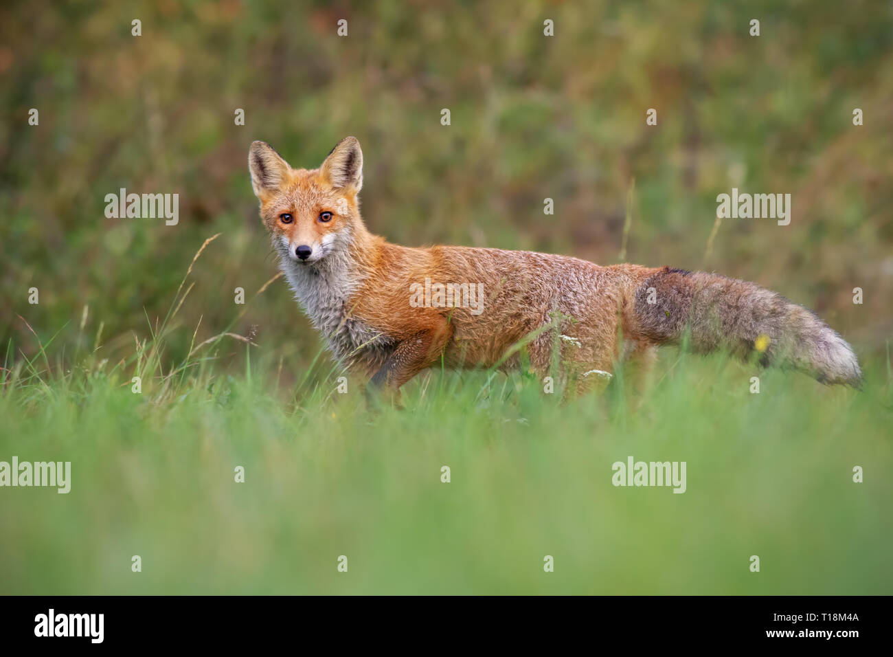 Red fox from low angle standing on a meadow in autumn Stock Photo