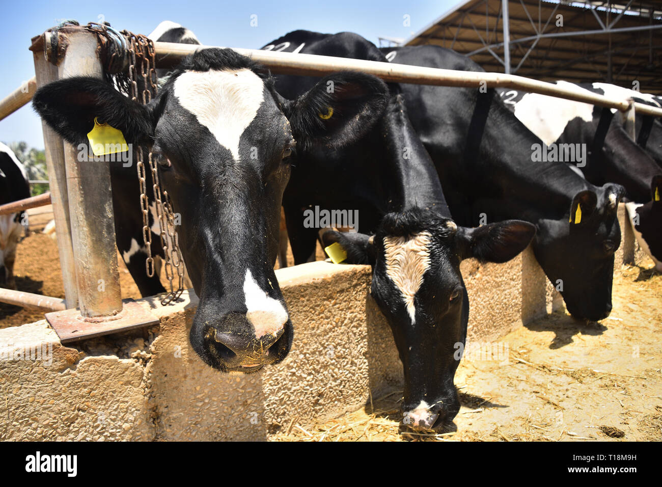 Cows feeding in a livestock breeding kibbutz. Central Israel. Stock Photo