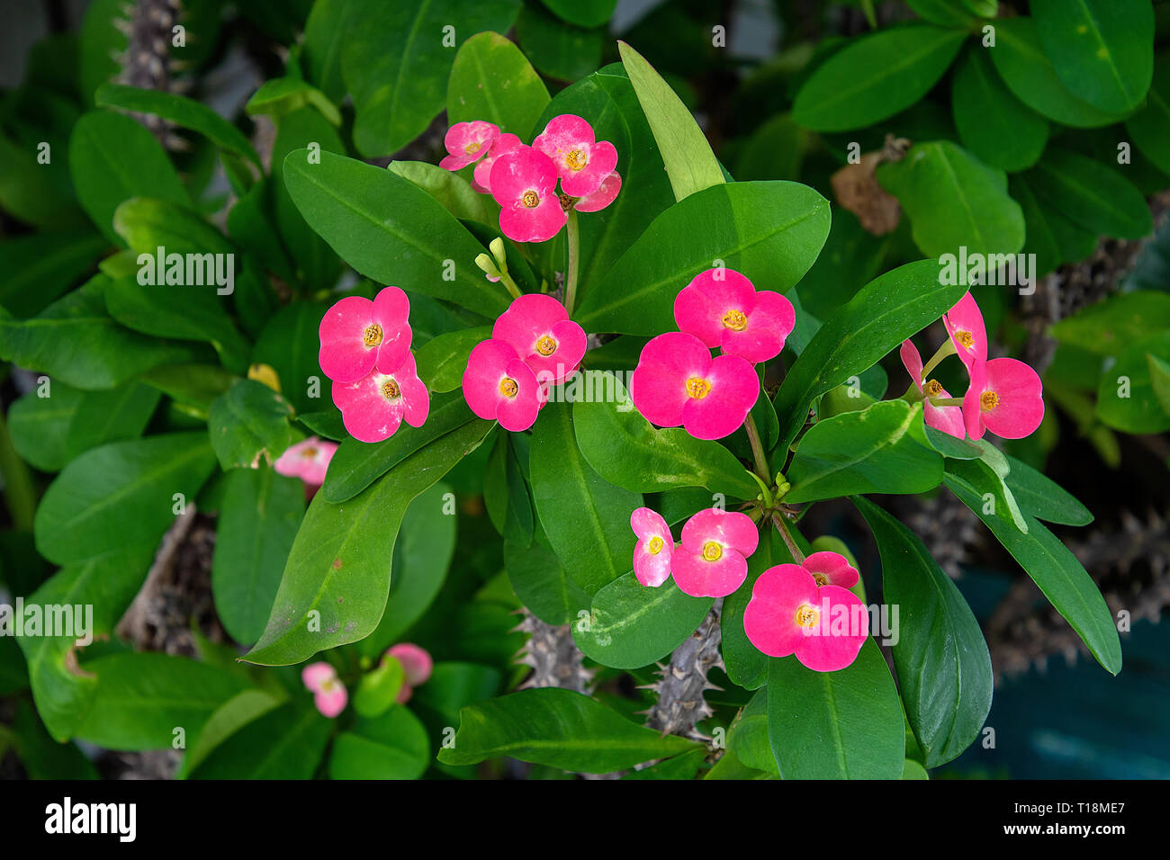 bright pink blossoms on crown of thorns plant Stock Photo