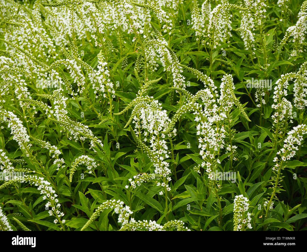 Sanguisorba caucasica flowers (white burnet) in a summer garden Stock Photo