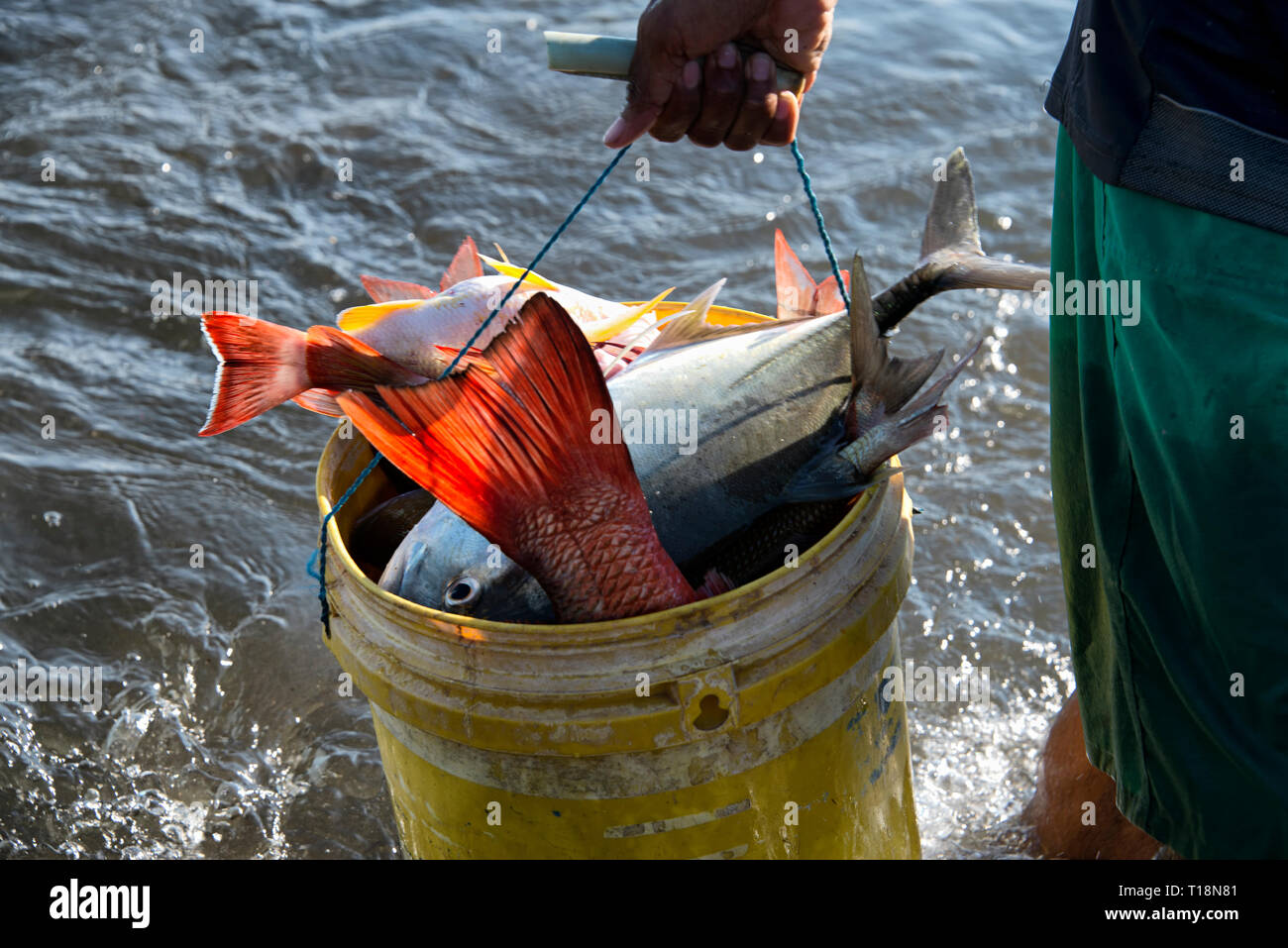 Bucket of fish hi-res stock photography and images - Alamy