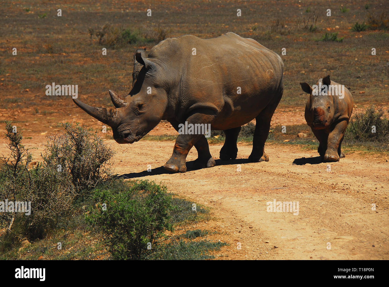 A wonderful scene of a wild mother Rhinoceros leading her young calf to a watering hole in the South African bush. Stock Photo