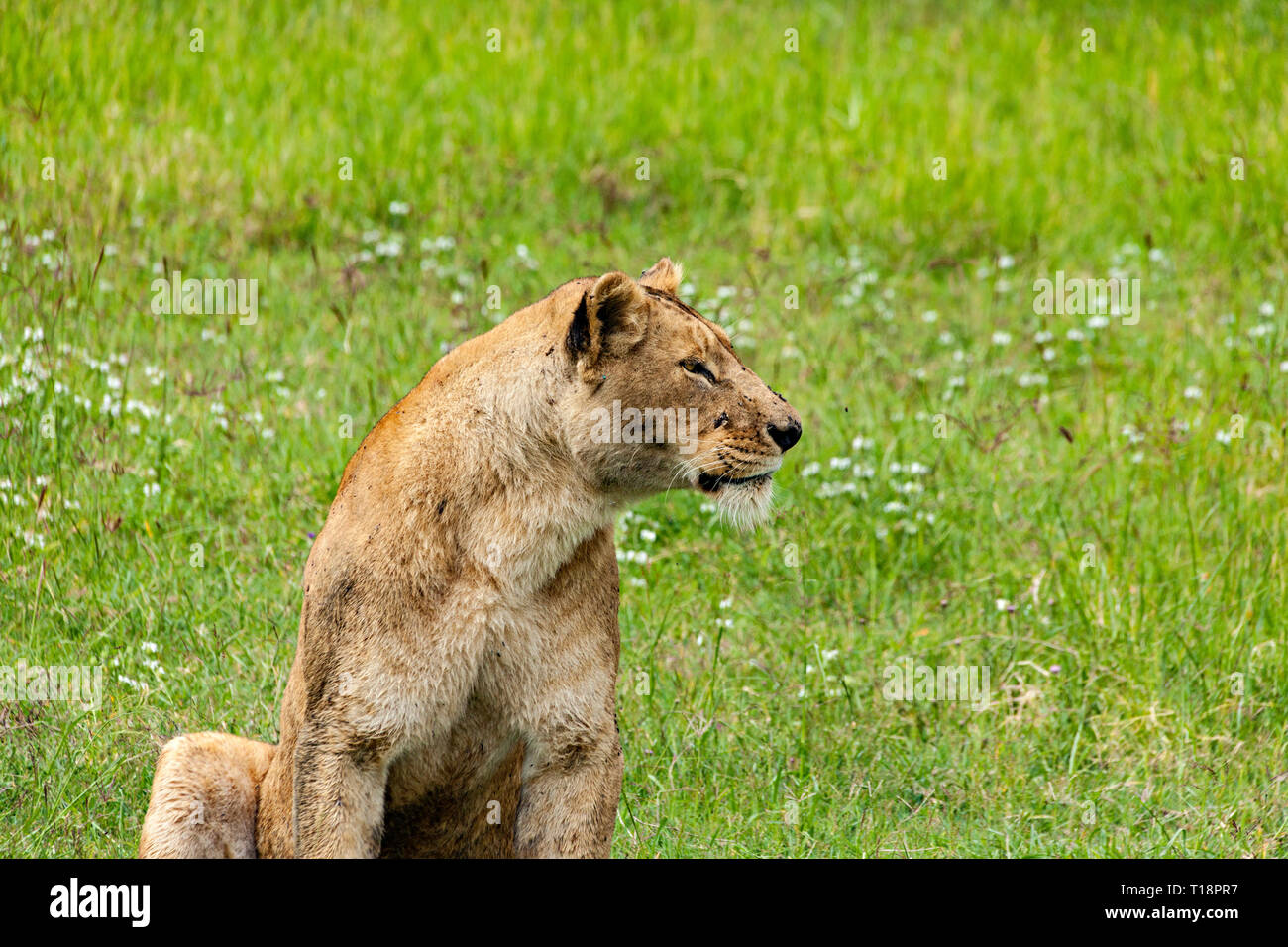 Watchful Lion Stock Photo